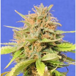 Girl Scout Cookies Auto ORIGINAL SENSIBLE