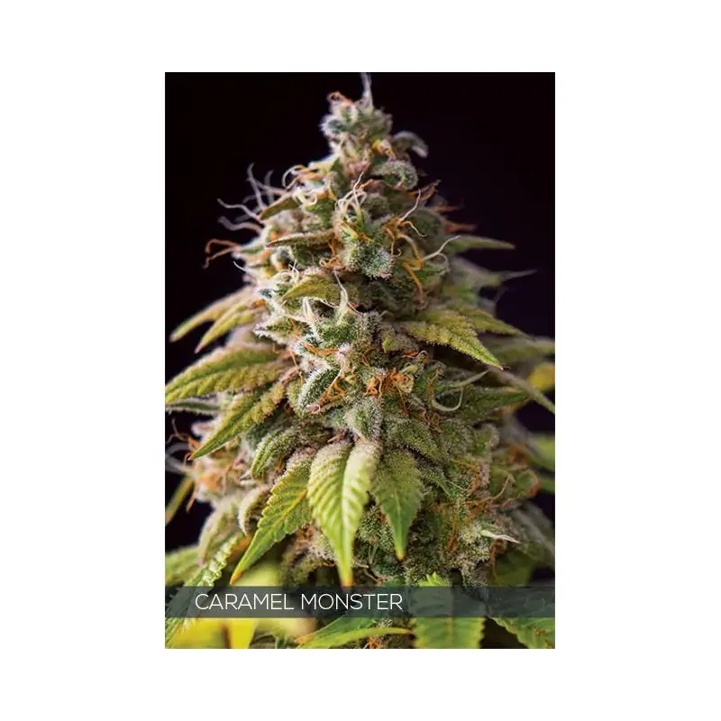 CARAMEL MONSTER VISION SEEDS
