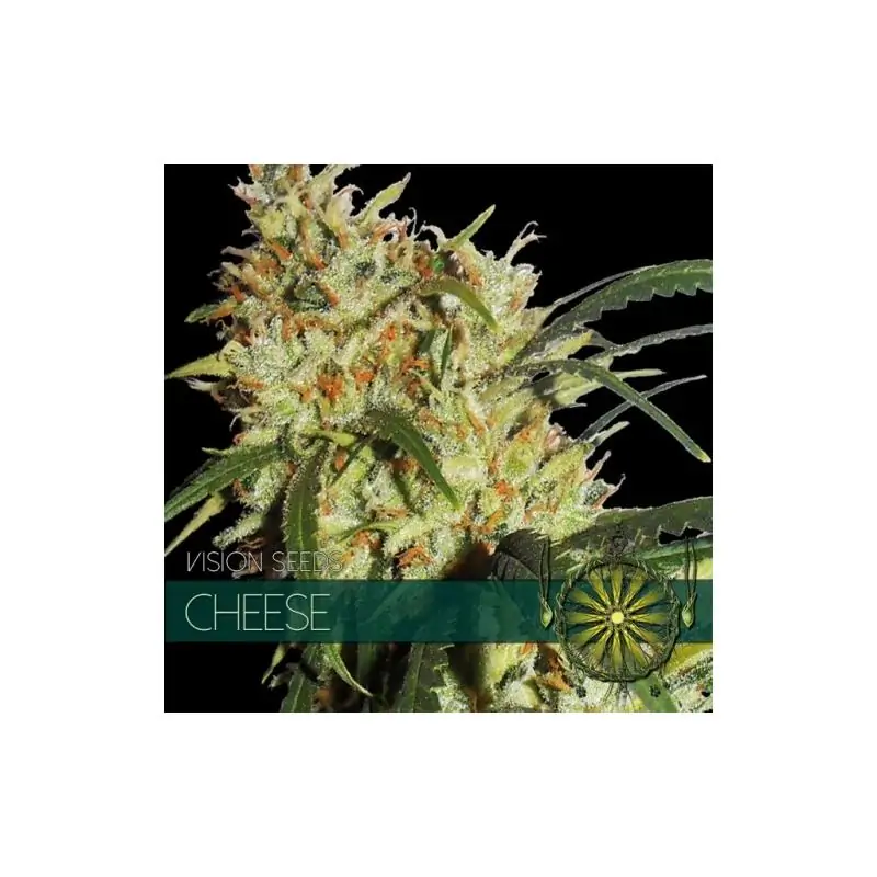 CHEESE VISION SEEDS