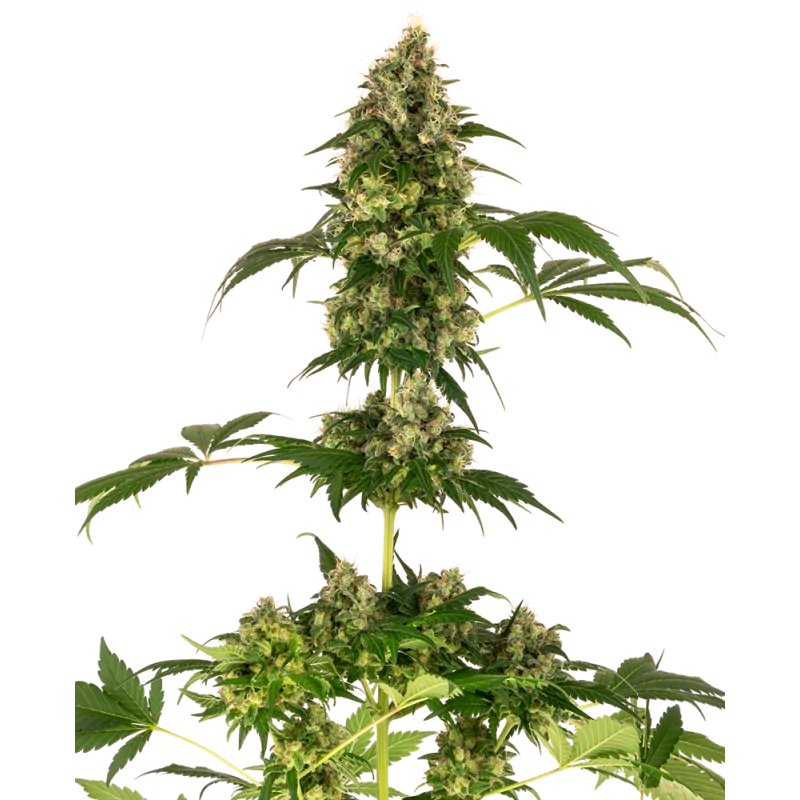 Cobalt Haze sensi seeds