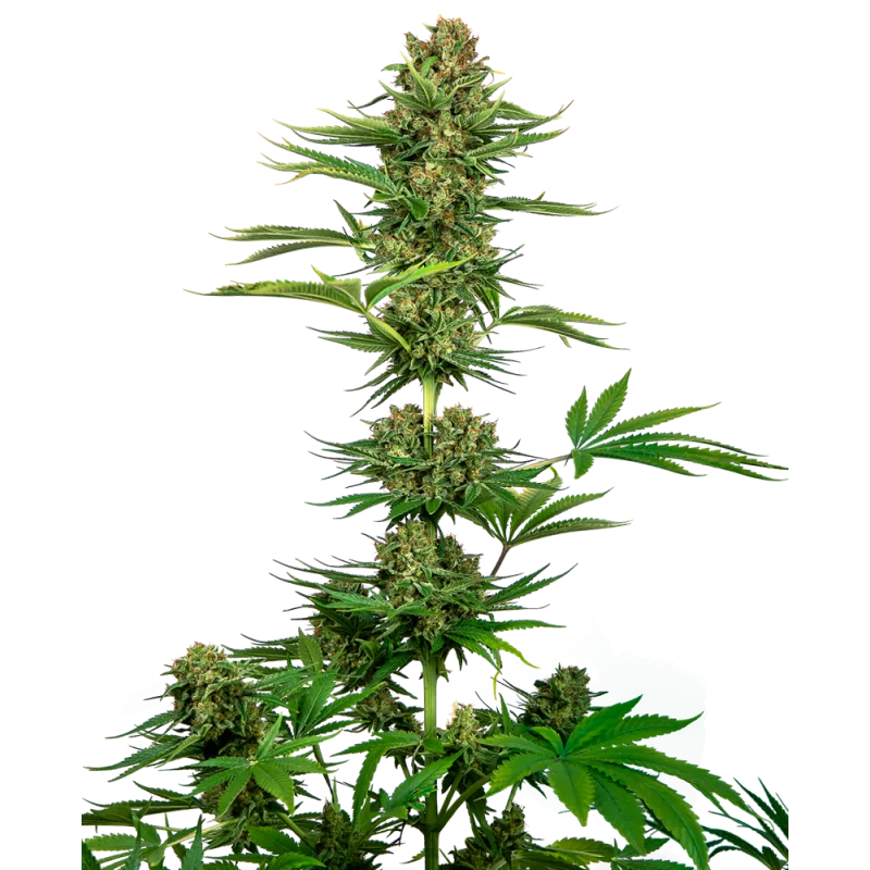 Satin Black Domina CBD