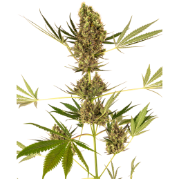 Alpine Delight CBD Sensi Seeds