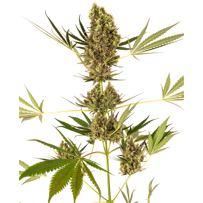 Alpine Delight CBD Sensi Seeds