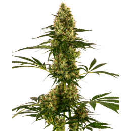 Blue Bullet Auto sensi seeds