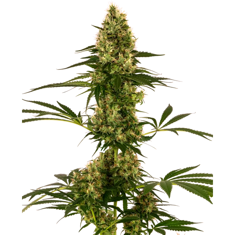 Blue Bullet Auto sensi seeds