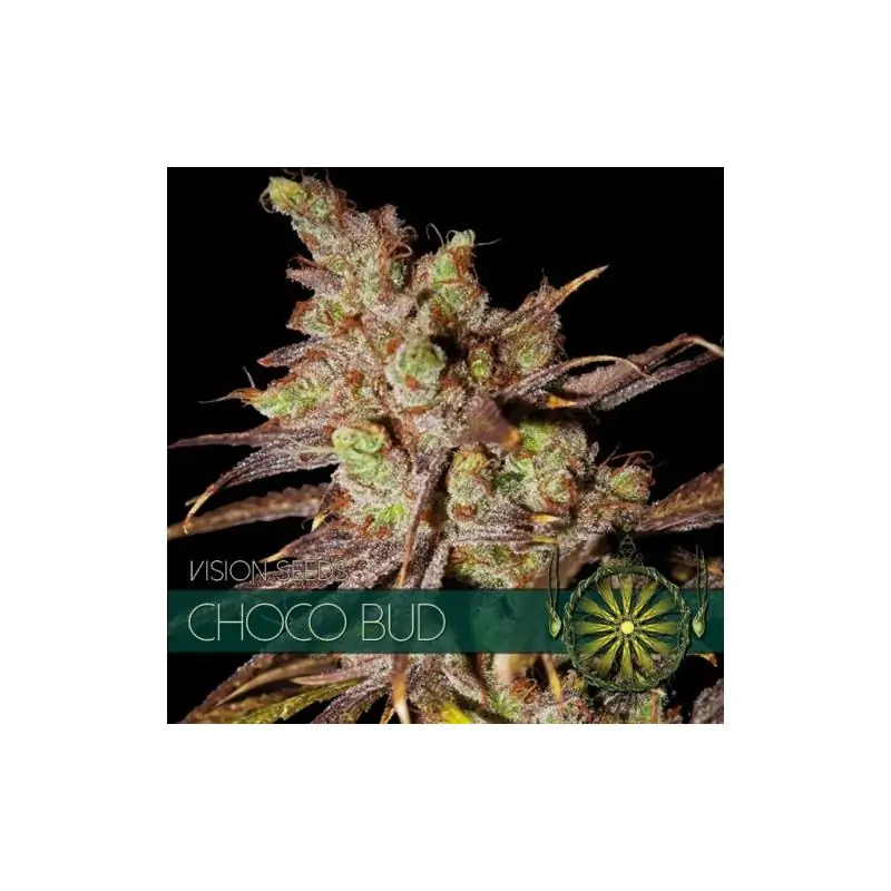 Choco Bud VISION SEEDS