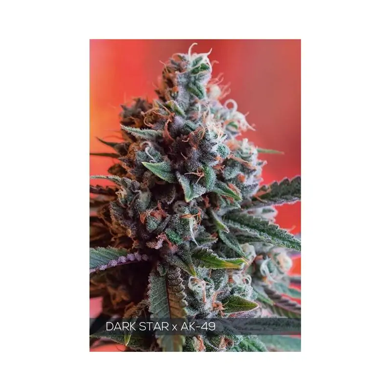 DARK STAR X AK-49 VISION SEEDS