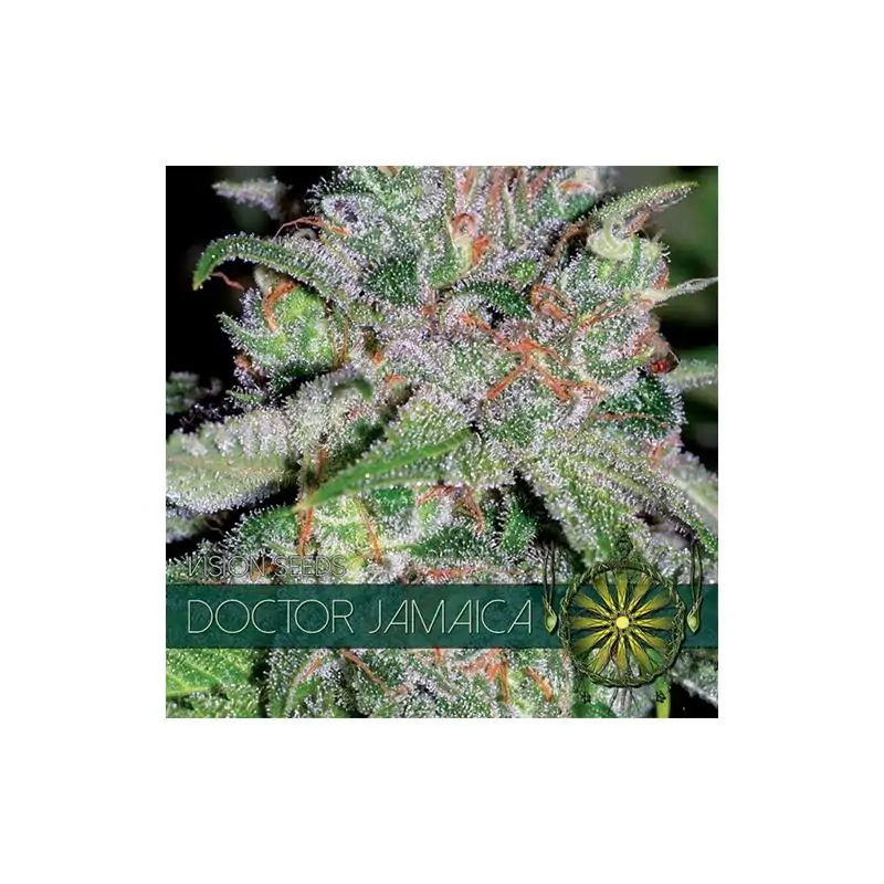Doctor Jamaica VISION SEEDS
