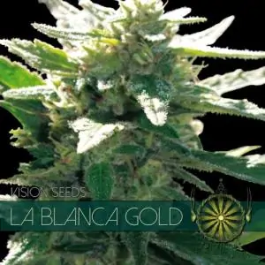 La Blanca Gold VISION SEEDS