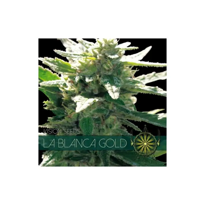 La Blanca Gold VISION SEEDS