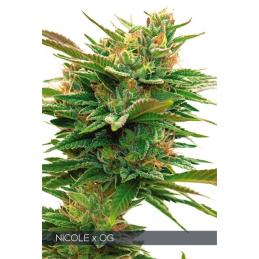 NICOLE X OG VISION SEEDS