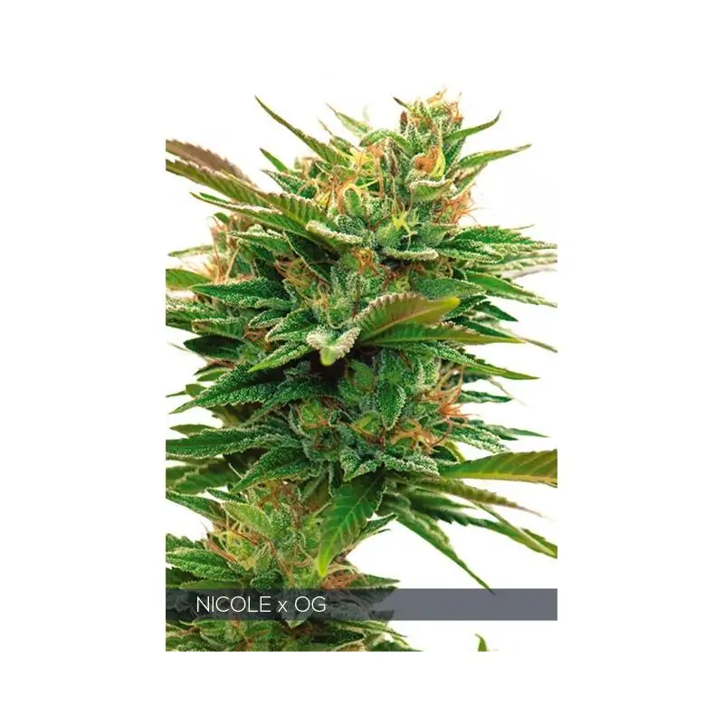 NICOLE X OG VISION SEEDS