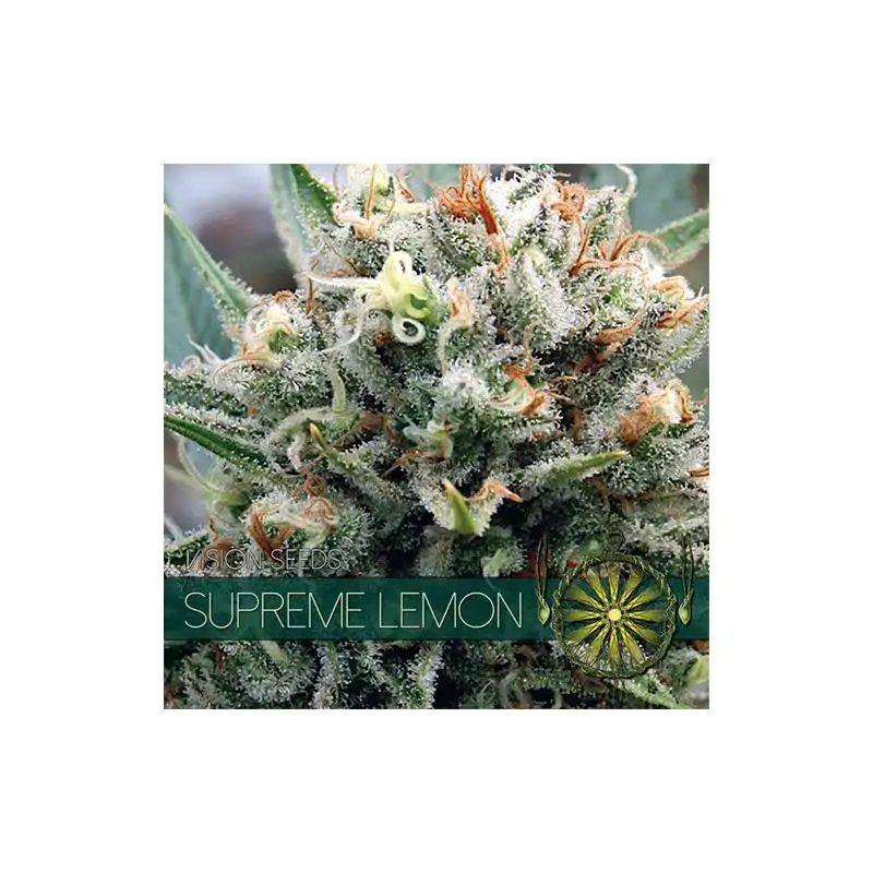 Supreme Lemon VISION SEEDS