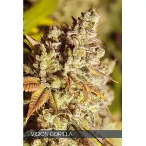 VISION GORILLA VISION SEEDS