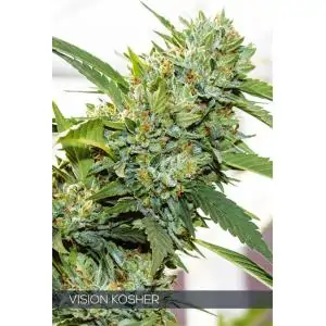 VISIÓN KOSHER VISION SEEDS