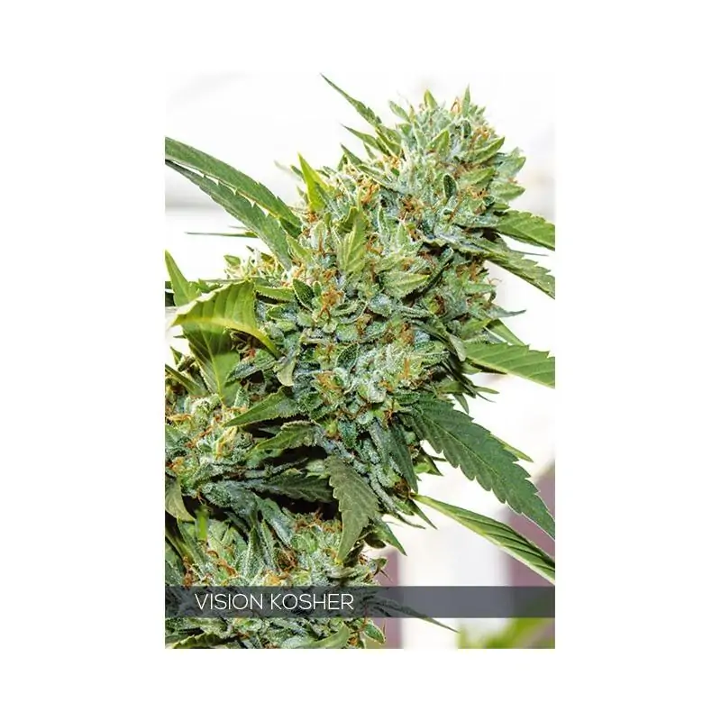 VISIÓN KOSHER VISION SEEDS
