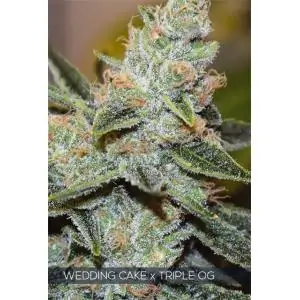 WEEDING CAKE X TRIPLE OG VISION SEEDS