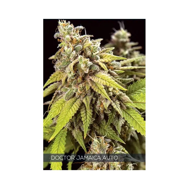 Doctor Jamaica Auto VISION SEEDS