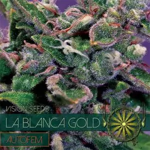 La Blanca Gold Auto VISION SEEDS