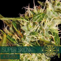 Super Skunk - Auto VISION SEEDS