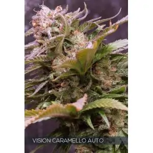 Vision Caramello Auto VISION SEEDS