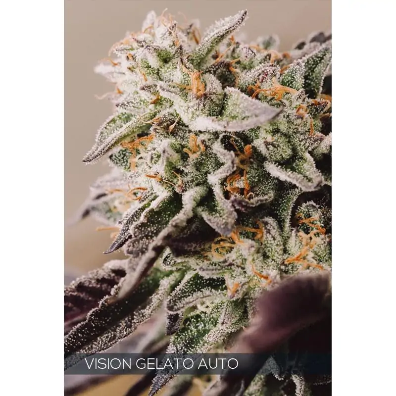 VISION GELATO AUTO VISION SEEDS
