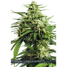 Vision Gorilla Auto VISION SEEDS