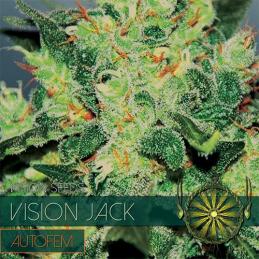 Vision Jack - Auto VISION SEEDS