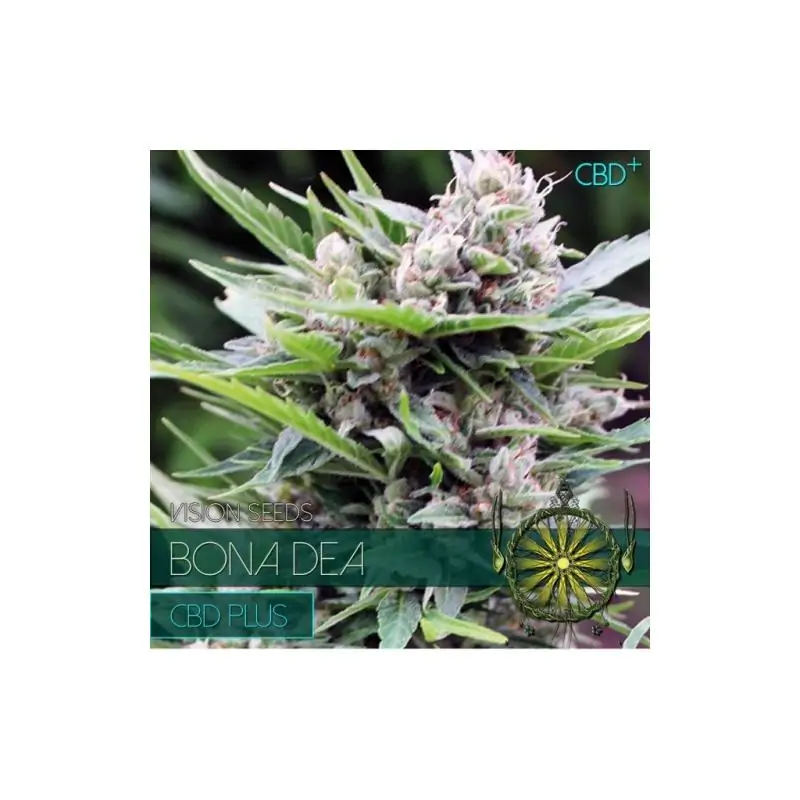 BONA DEA - CDB + VISION SEEDS