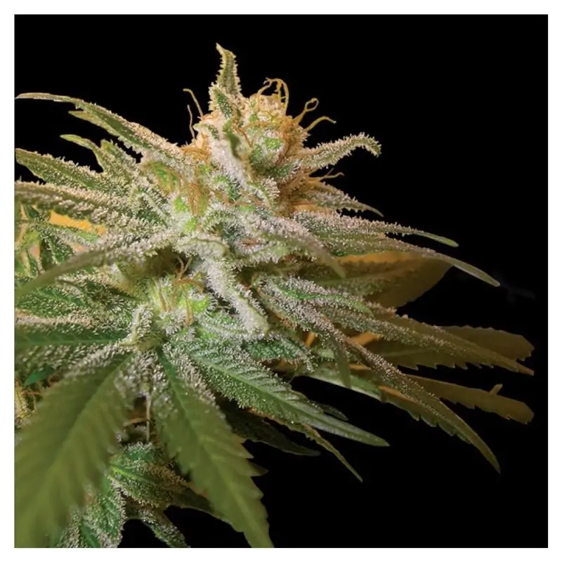 KUSHBERRY DNA GENETICS