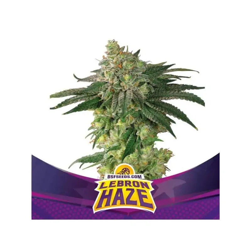 Lebron Haze