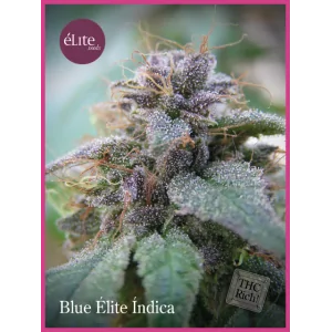 Blue Élite Índica ELITE SEEDS