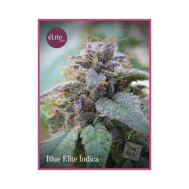Blue Élite Índica ELITE SEEDS
