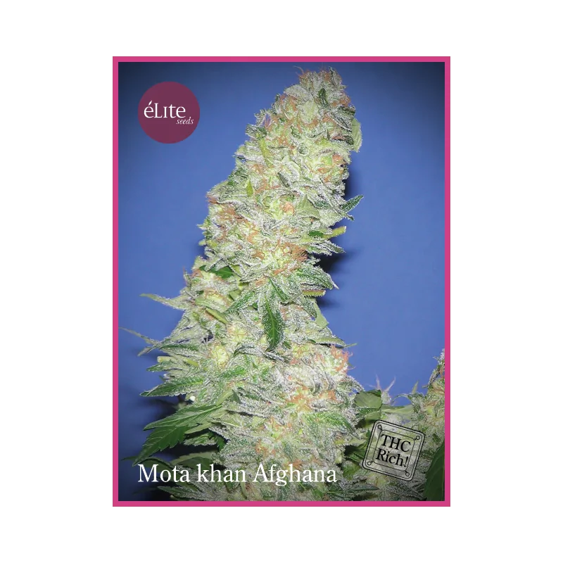 Mota Khan Afghana ELITE SEEDS