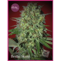 Bestial Skunk ELITE SEEDS