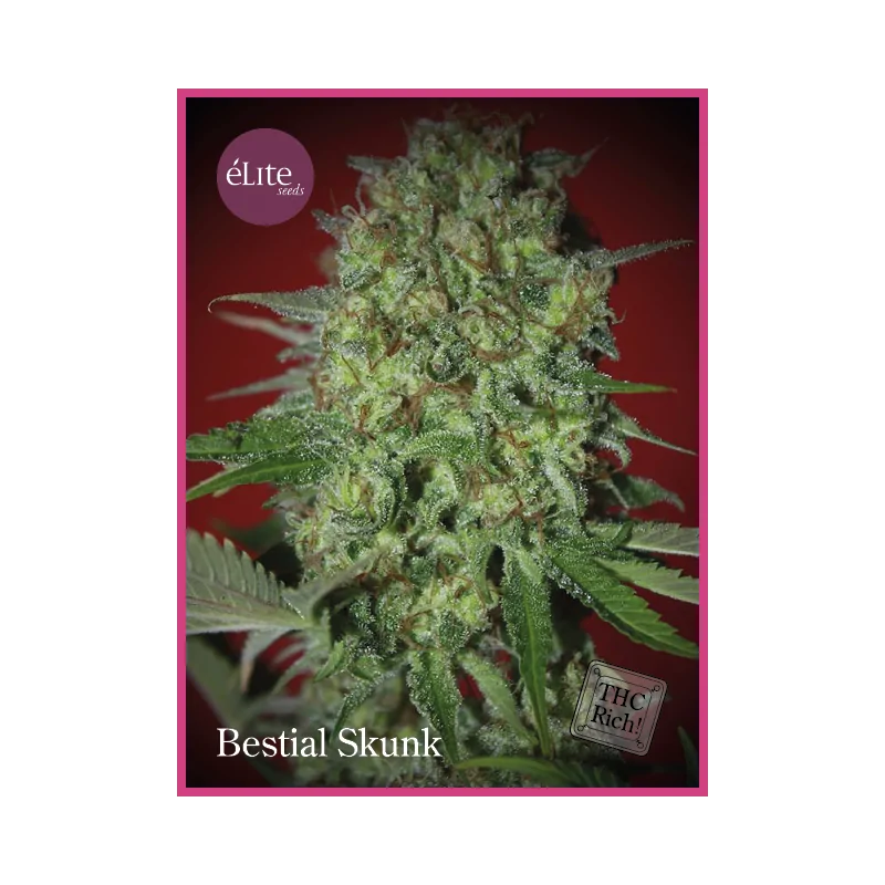 Bestial Skunk ELITE SEEDS