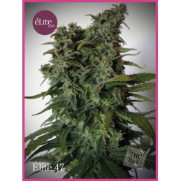 Élite 47 ELITE SEEDS