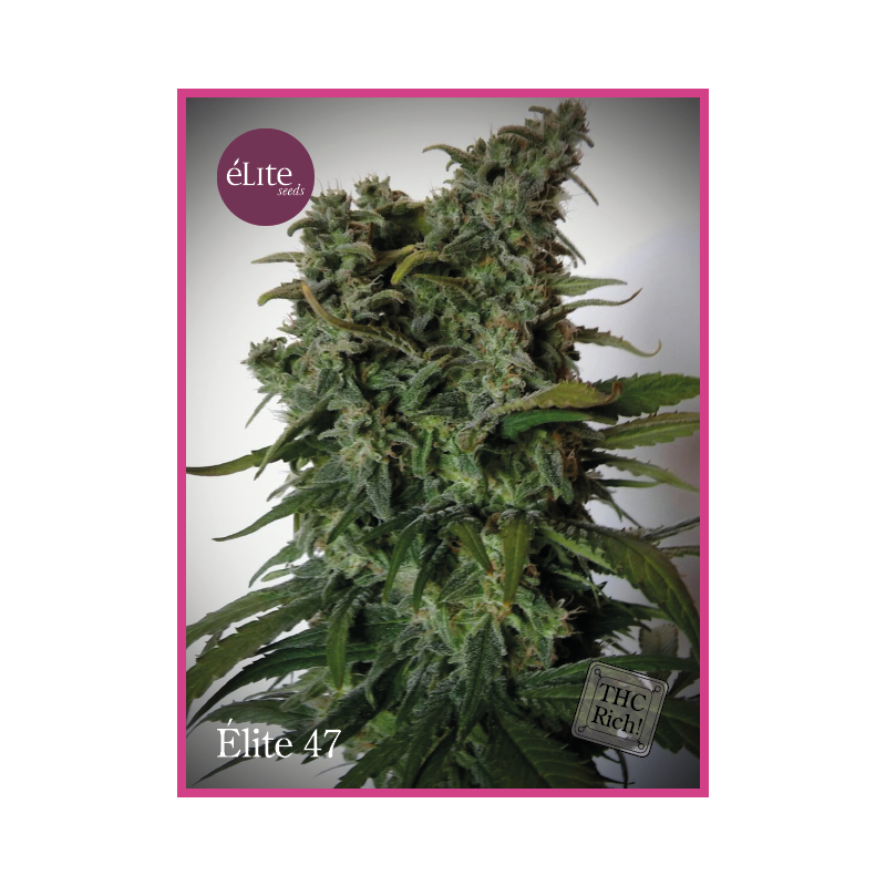 Élite 47 ELITE SEEDS Élite 47 ELITE SEEDS