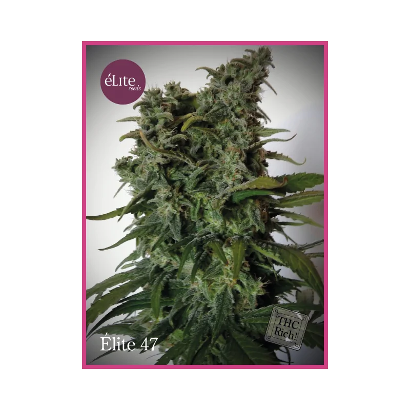 Élite 47 ELITE SEEDS