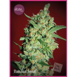Banana Joint ELITE SEEDS