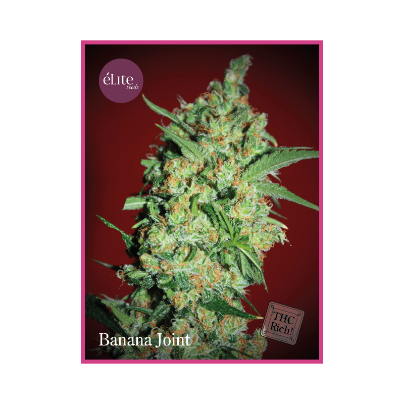 Banana Joint ELITE SEEDS Banana Joint ELITE SEEDS