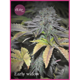 Early Widow ELITE SEEDS