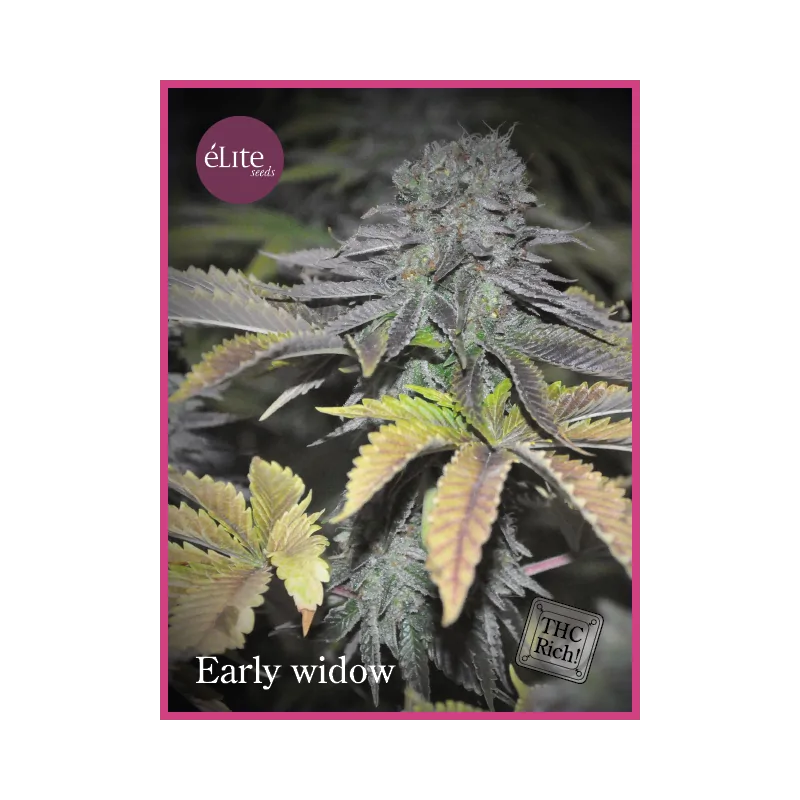 Early Widow ELITE SEEDS