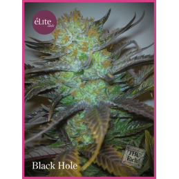 Black Hole ELITE SEEDS