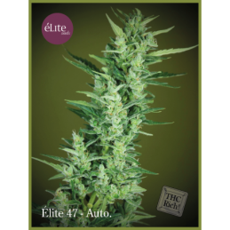 Élite 47 - Autofloreciente ELITE SEEDS
