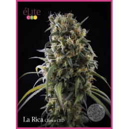 La Rica - Clásica CBD ELITE SEEDS