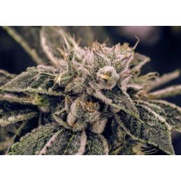 NORTHERN LIGHTS EXPERT SEEDS