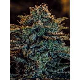 Sweet Zombie EXPERT SEEDS