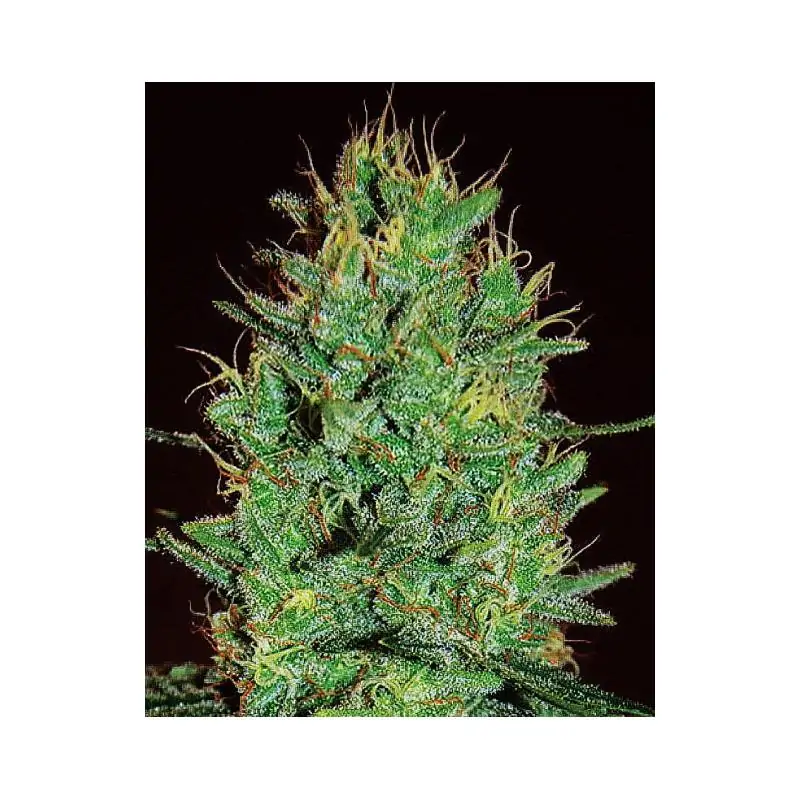 Amnesia Haze EXPERT SEEDS