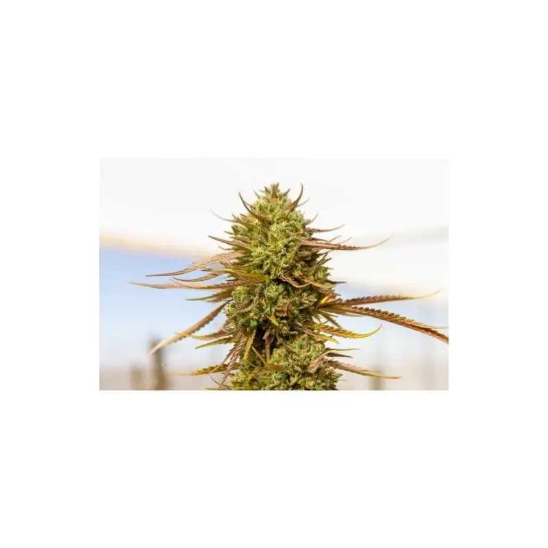 EXPERT HAZE EXPERT SEEDS